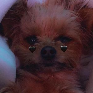 Meet your Posher, Bailey